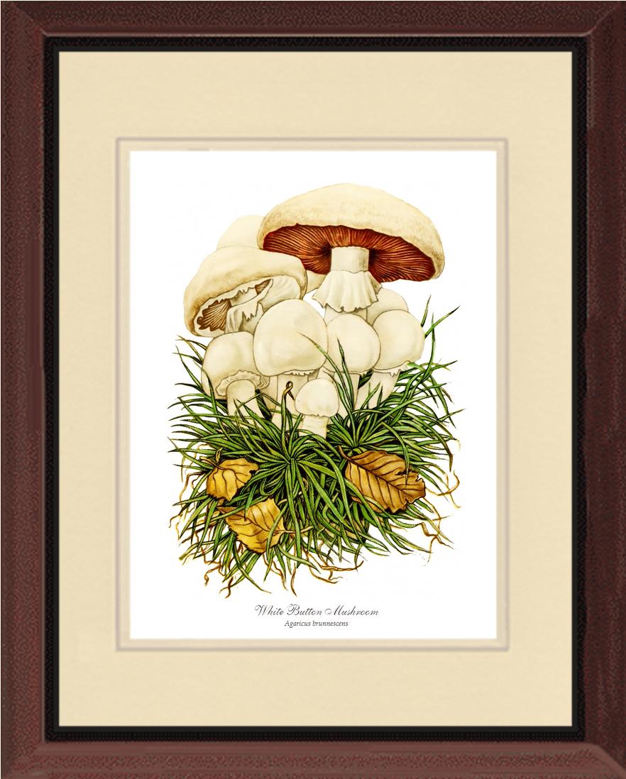 White Button Mushroom | Vintage Mushroom Art Print