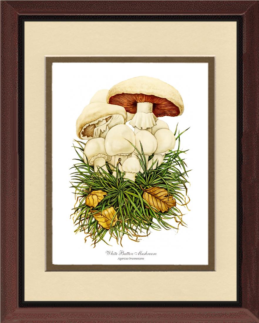 White Button Mushroom | Vintage Mushroom Art Print