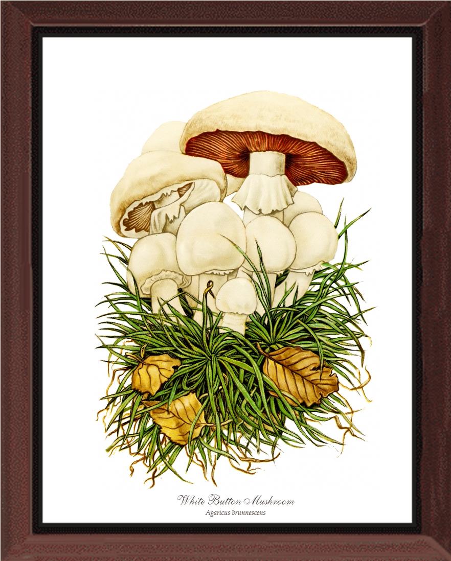 White Button Mushroom | Vintage Mushroom Art Print