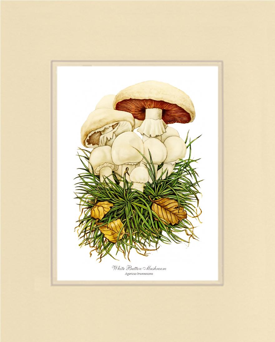 White Button Mushroom | Vintage Mushroom Art Print