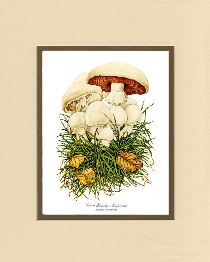 White Button Mushroom | Vintage Mushroom Art Print