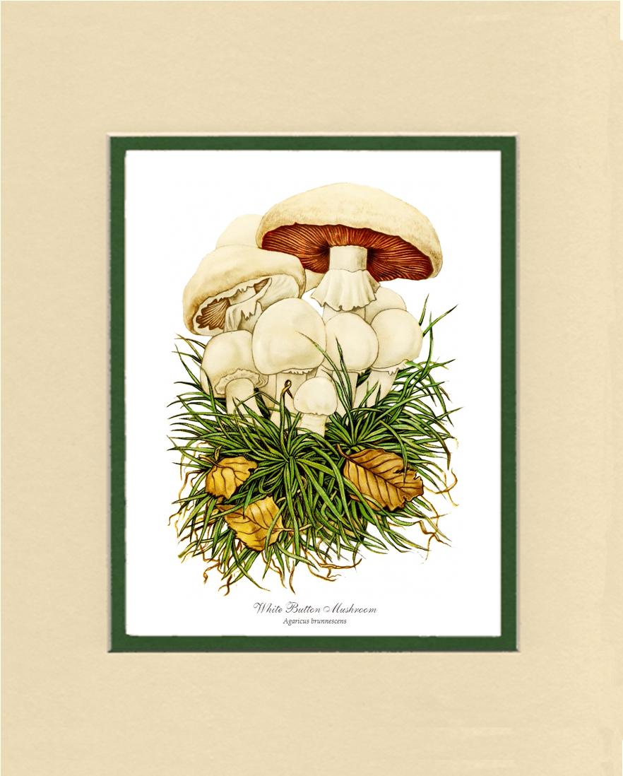 White Button Mushroom | Vintage Mushroom Art Print