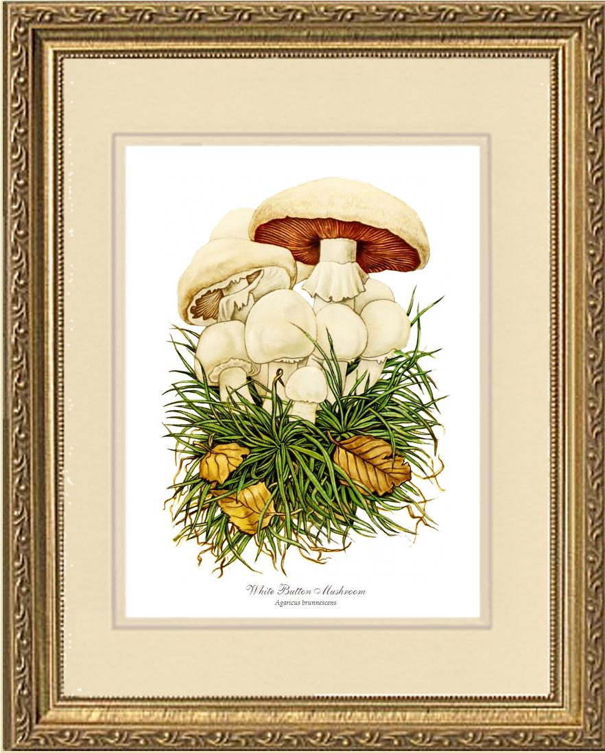 White Button Mushroom | Vintage Mushroom Art Print