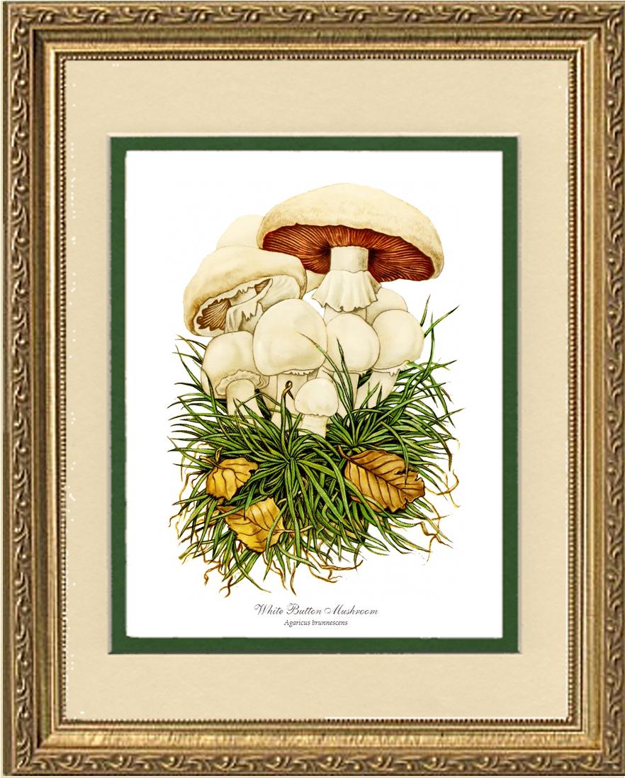 White Button Mushroom | Vintage Mushroom Art Print