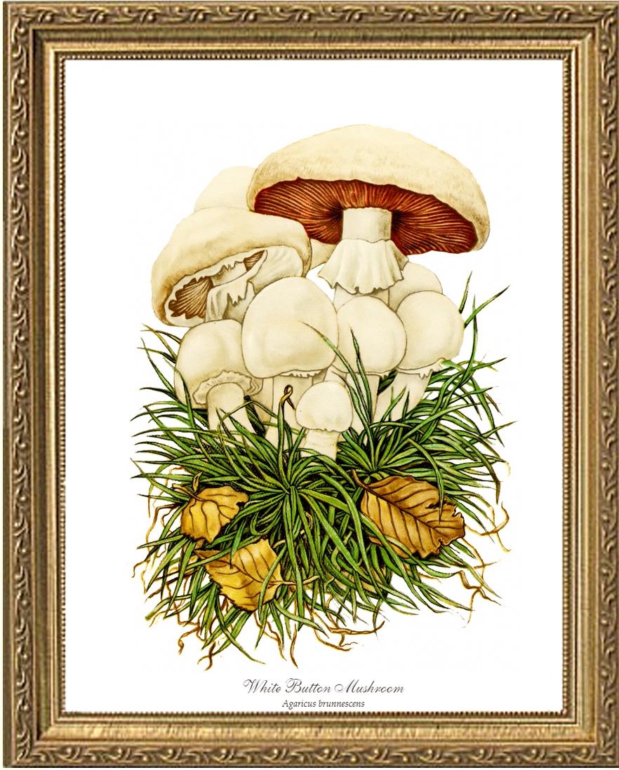 White Button Mushroom | Vintage Mushroom Art Print