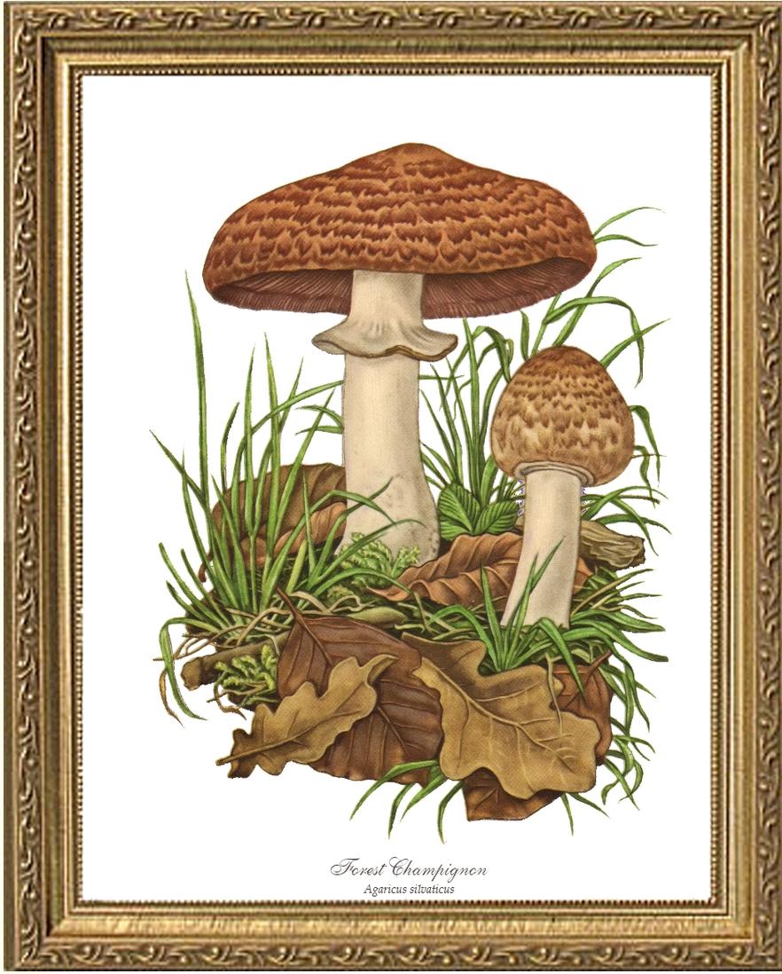Forest Champignon Mushroom | Vintage Mushroom Art Print