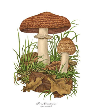 Mushroom Print: Forest Champignon Mushroom