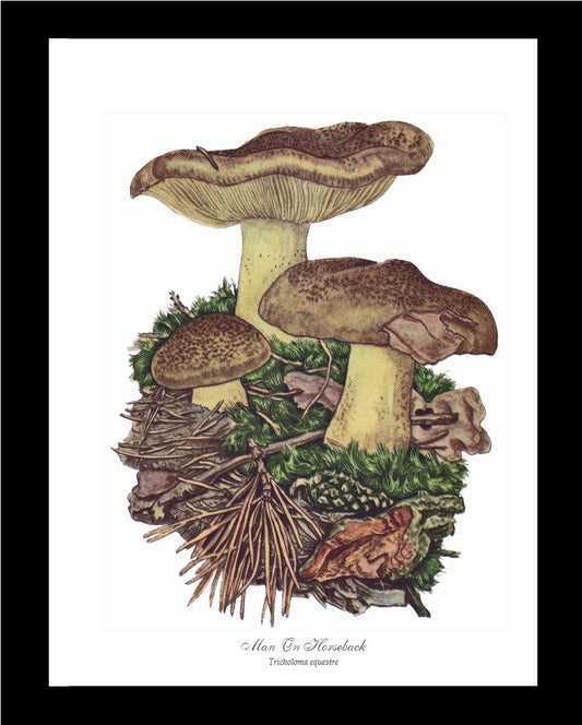 Man on Horseback Mushroom | Vintage Mushroom Art Print