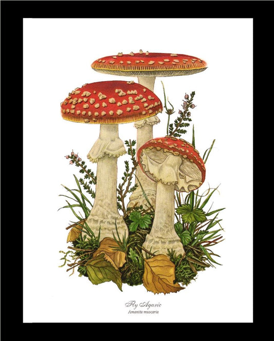 Fly Agaric Mushroom | Vintage Mushroom Art Print