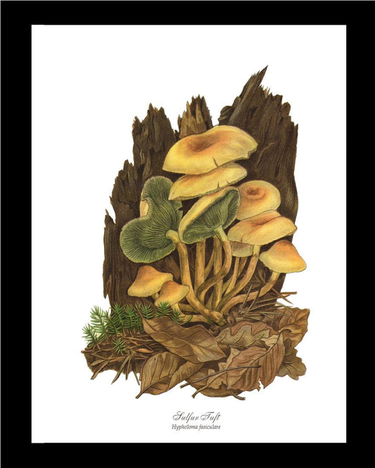 Sulfur Tuft Mushroom | Vintage Mushroom Art Print