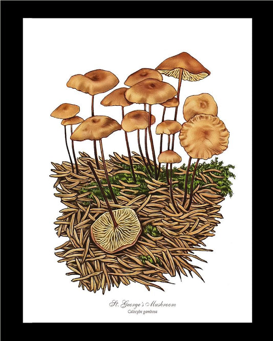 St Georges Mushroom | Vintage Mushroom Art Print