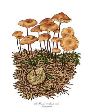 Mushroom Print: St Georges Mushroom