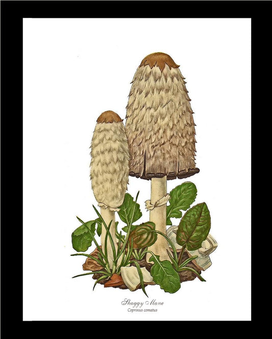 Shaggy Mane Mushroom | Vintage Mushroom Art Print