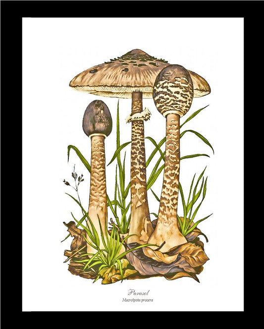 Parasol Mushroom | Vintage Mushroom Art Print