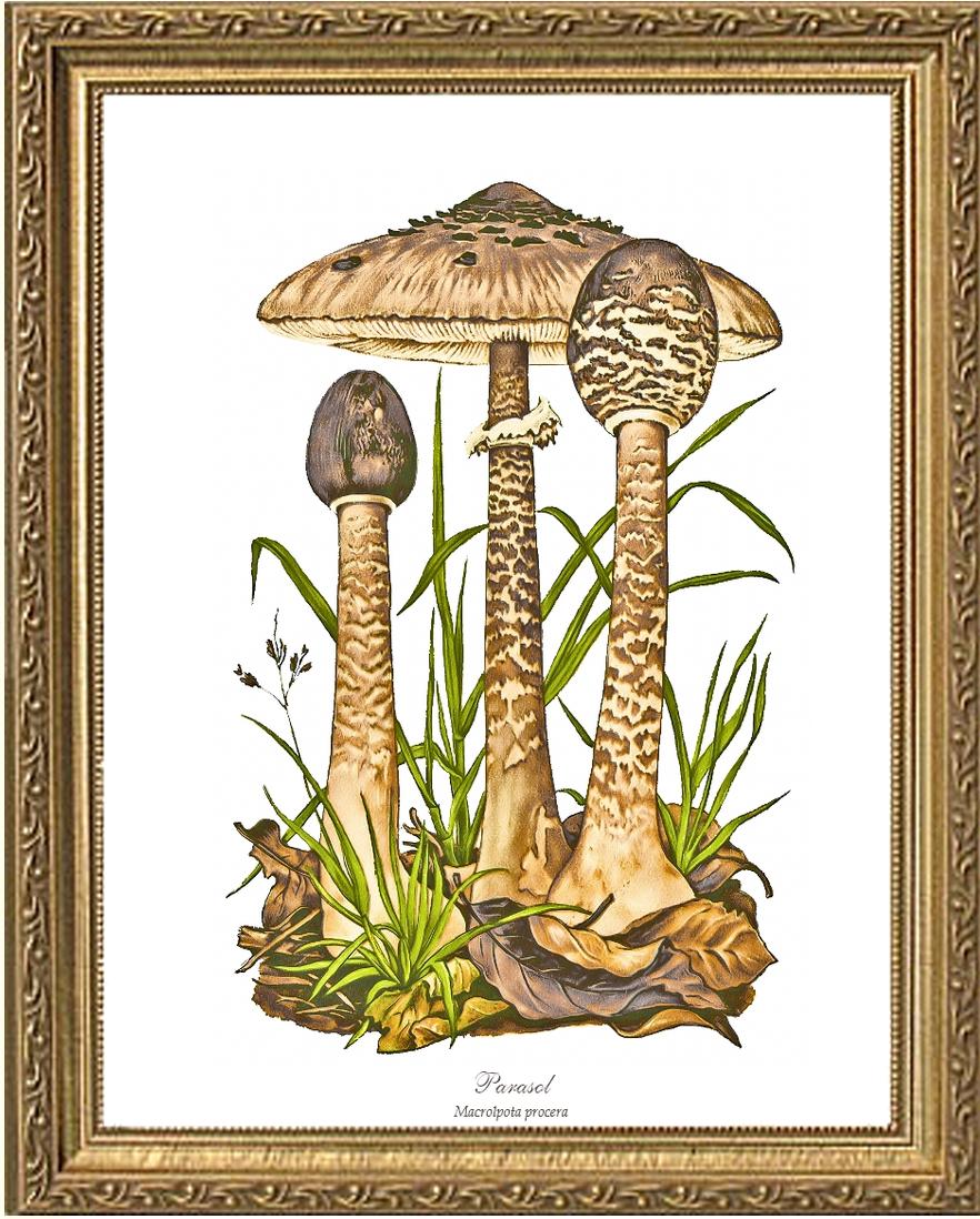Parasol Mushroom | Vintage Mushroom Art Print