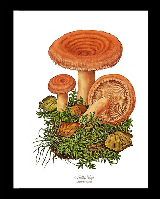 Milky Cap Mushroom | Vintage Mushroom Art Print