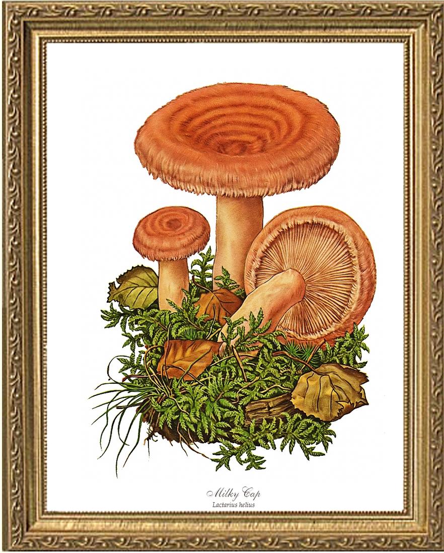 Milky Cap Mushroom | Vintage Mushroom Art Print