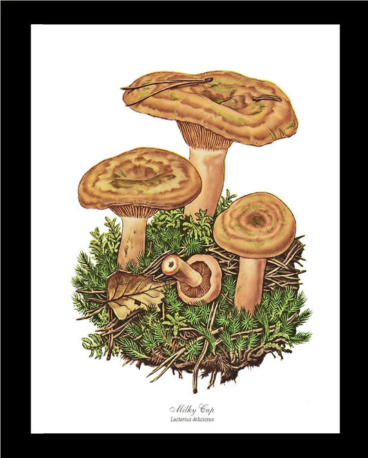 Milky Cap Mushroom | Vintage Mushroom Art Print