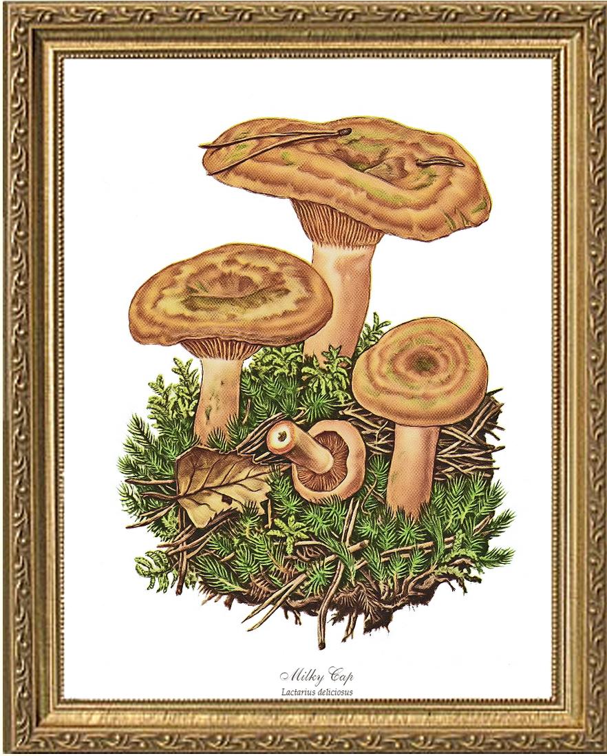 Milky Cap Mushroom | Vintage Mushroom Art Print