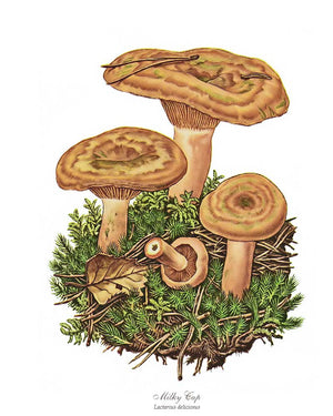 Mushroom Print: Milky Cap Mushroom