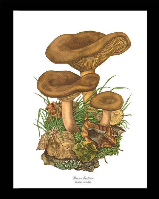 Brown Rollrim Mushroom | Vintage Mushroom Art Print