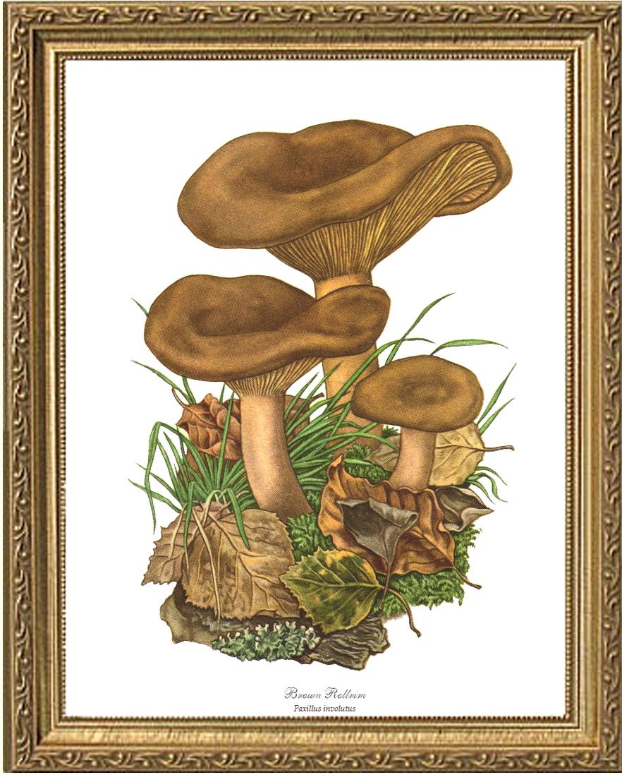 Brown Rollrim Mushroom | Vintage Mushroom Art Print