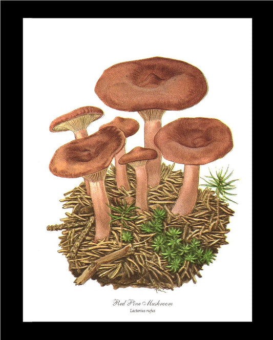 Red Pine Mushroom | Vintage Mushroom Art Print