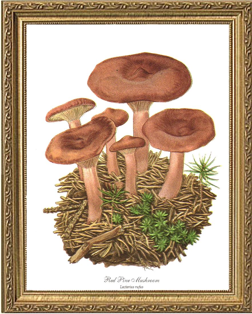 Red Pine Mushroom | Vintage Mushroom Art Print