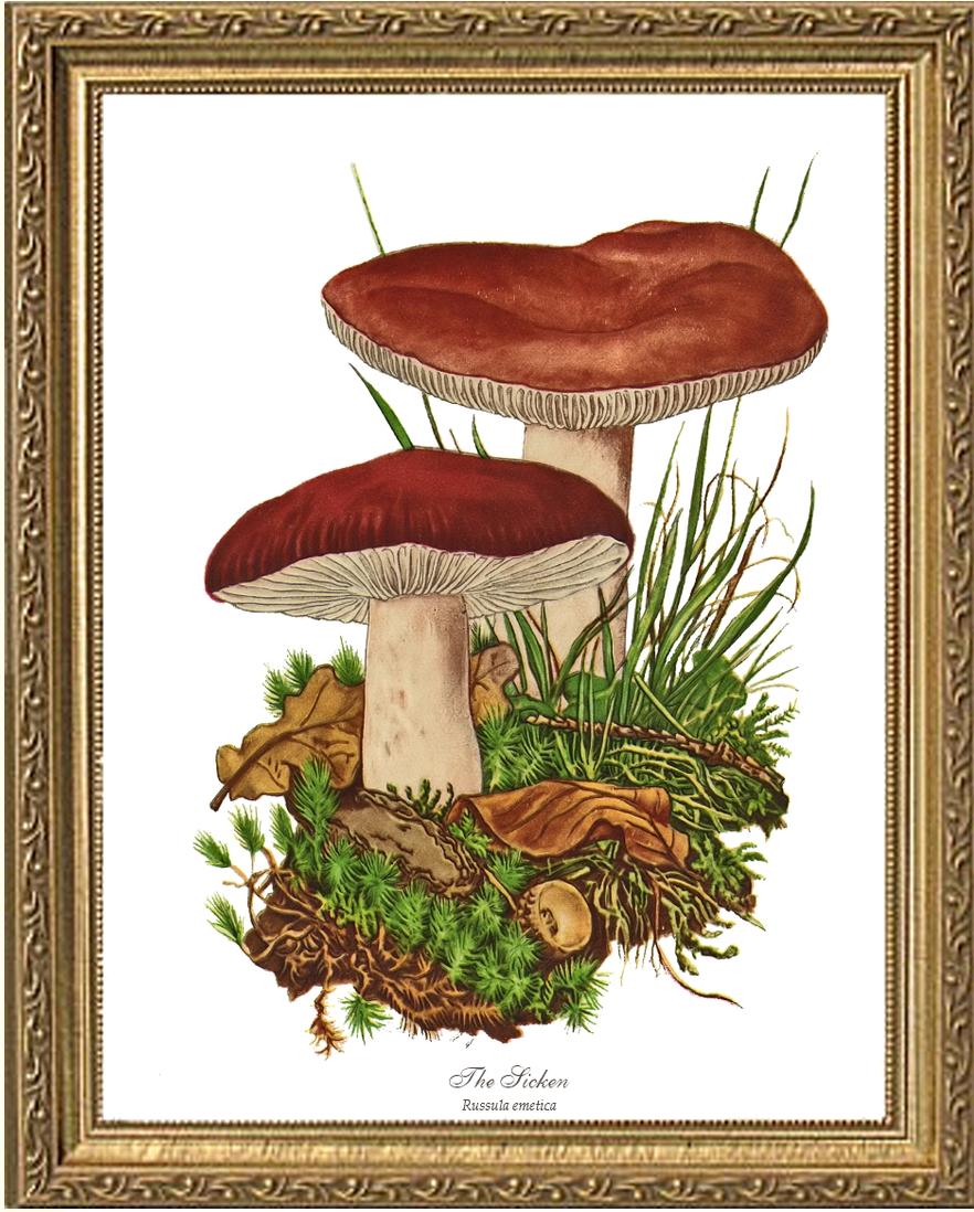 Sicken Mushroom | Vintage Mushroom Art Print