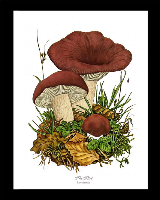 Flirt Mushroom | Vintage Mushroom Art Print