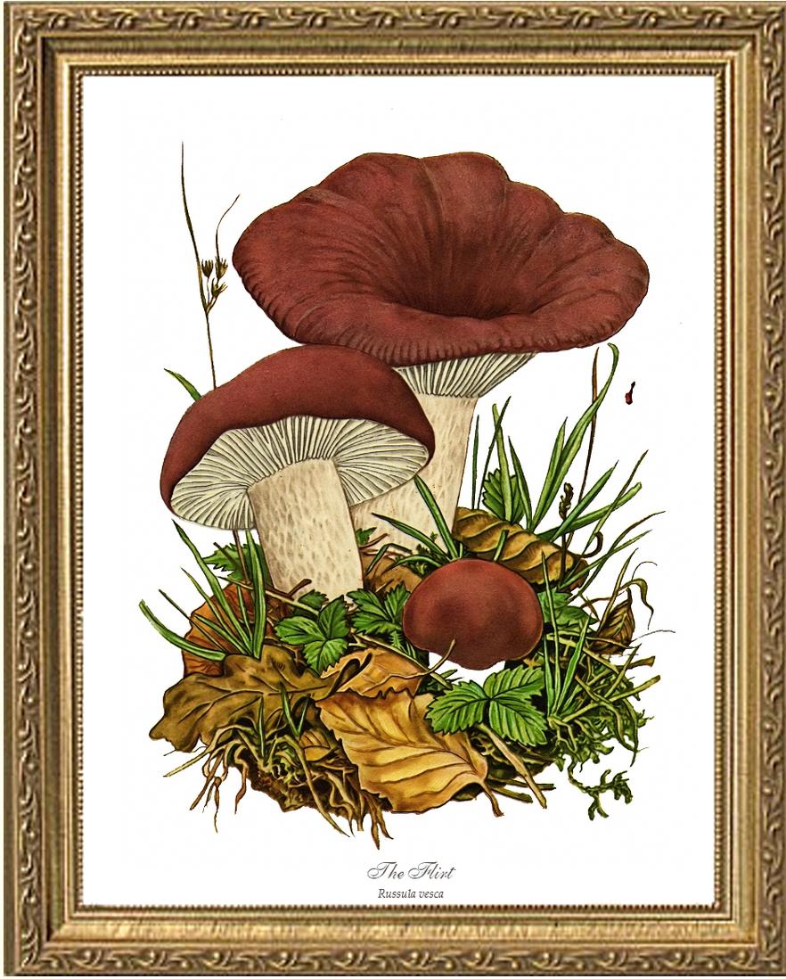 Flirt Mushroom | Vintage Mushroom Art Print
