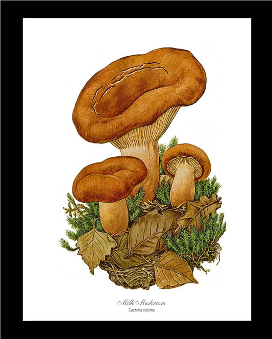 Milk Mushroom | Vintage Mushroom Art Print