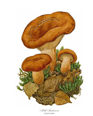 Mushroom Print: Milk Mushroom