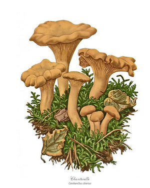 Mushroom Print: Chanterelle Mushroom