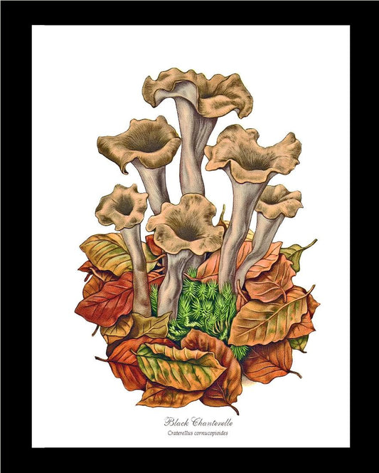 Black Trumpets-Black Chanterelle | Vintage Mushroom Art Print
