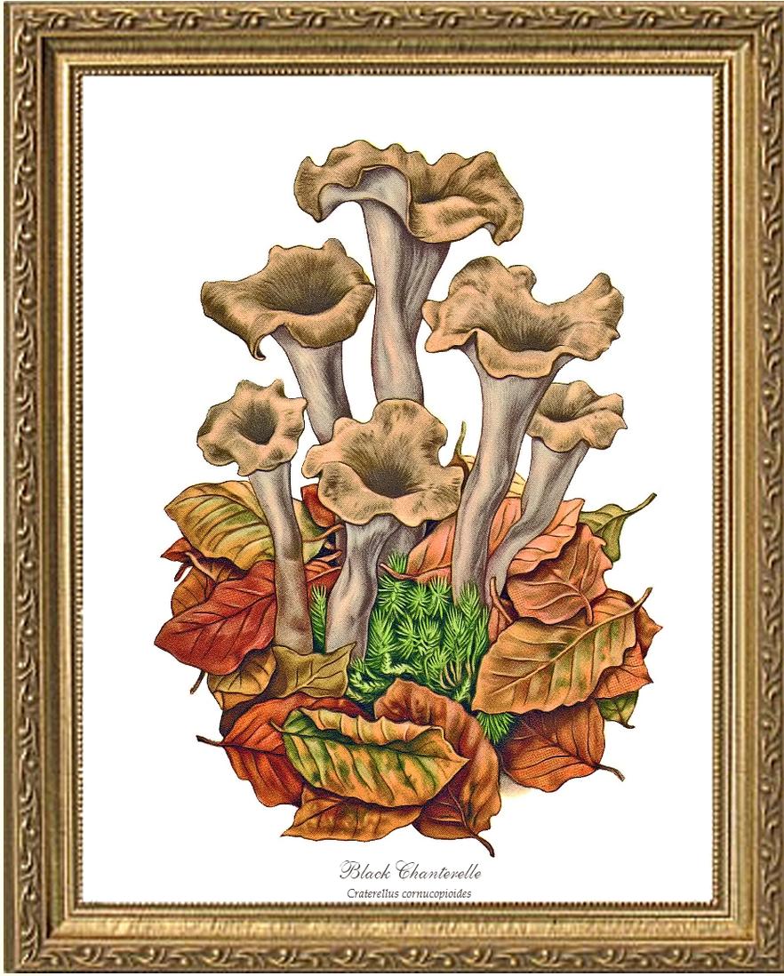 Black Trumpets-Black Chanterelle | Vintage Mushroom Art Print