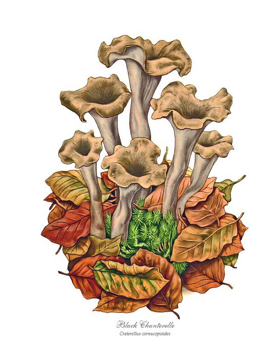 Mushroom Print: Black Trumpets-Black Chanterelle