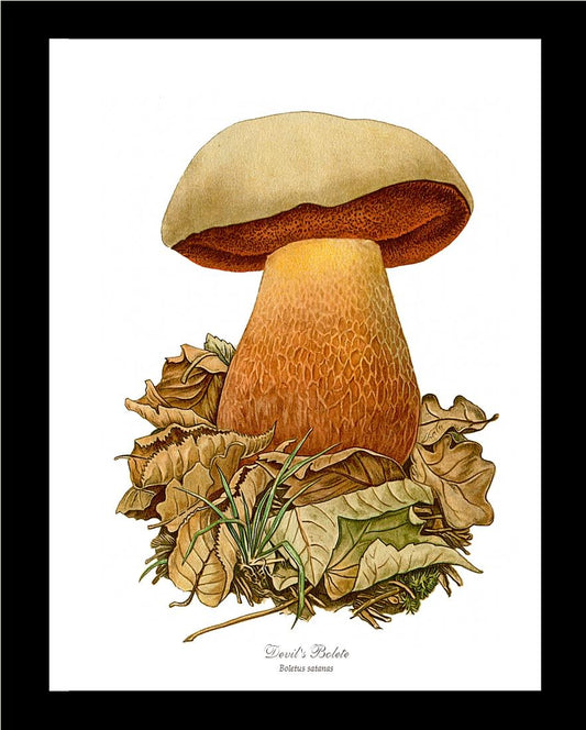 Devil's Bolete Mushroom | Vintage Mushroom Art Print