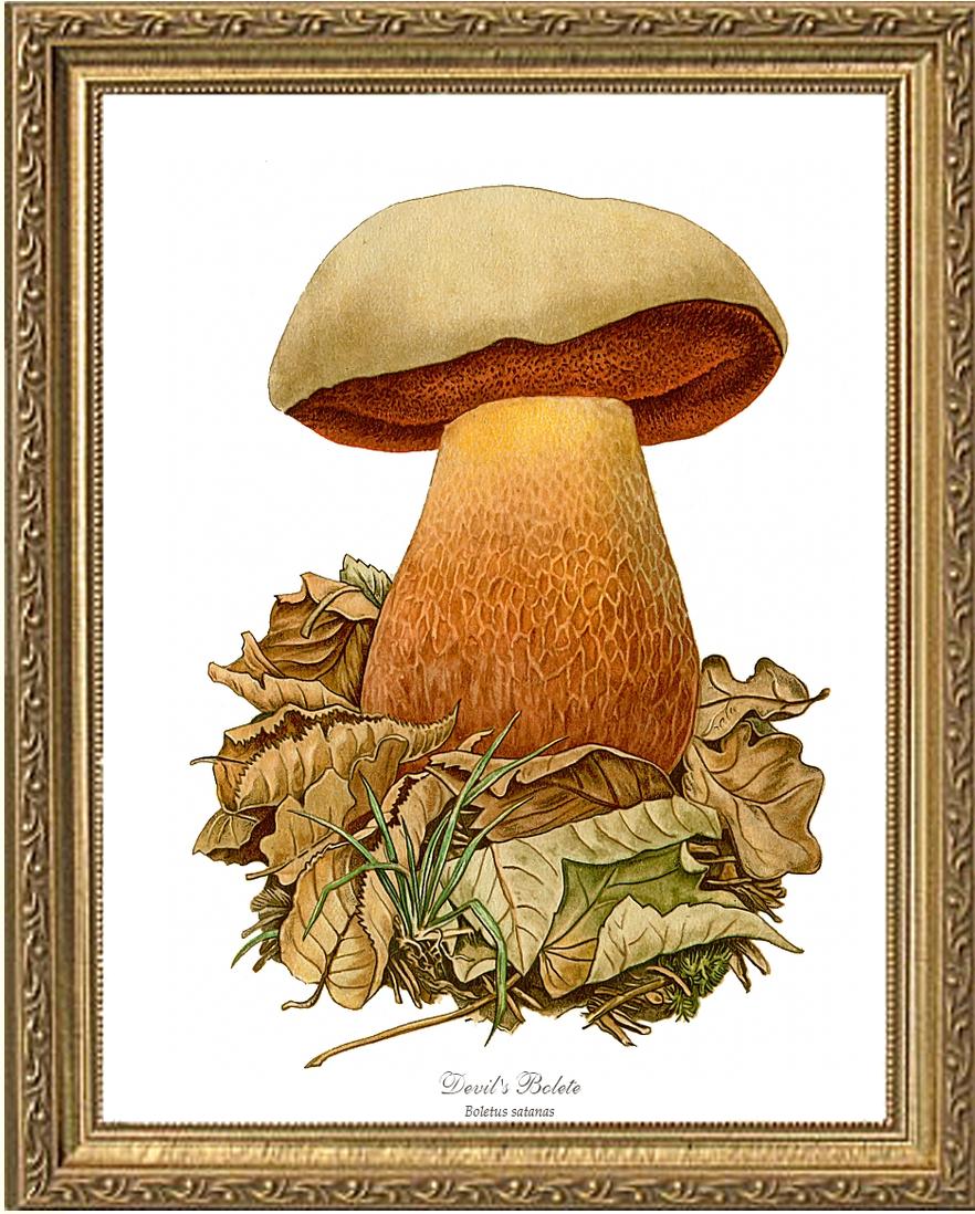 Devil's Bolete Mushroom | Vintage Mushroom Art Print