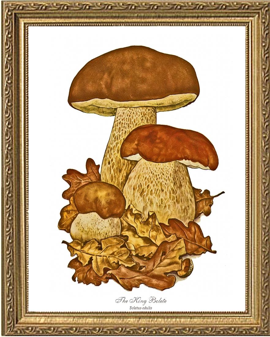 King Bolete Mushroom | Vintage Mushroom Art Print