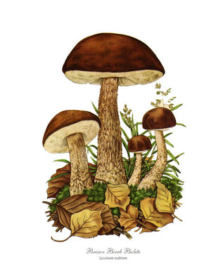 Mushroom Print: Brown Birch Bolete Mushroom
