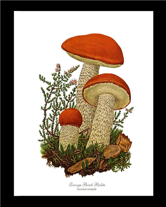Orange Birch Bolete Mushroom | Vintage Mushroom Art Print