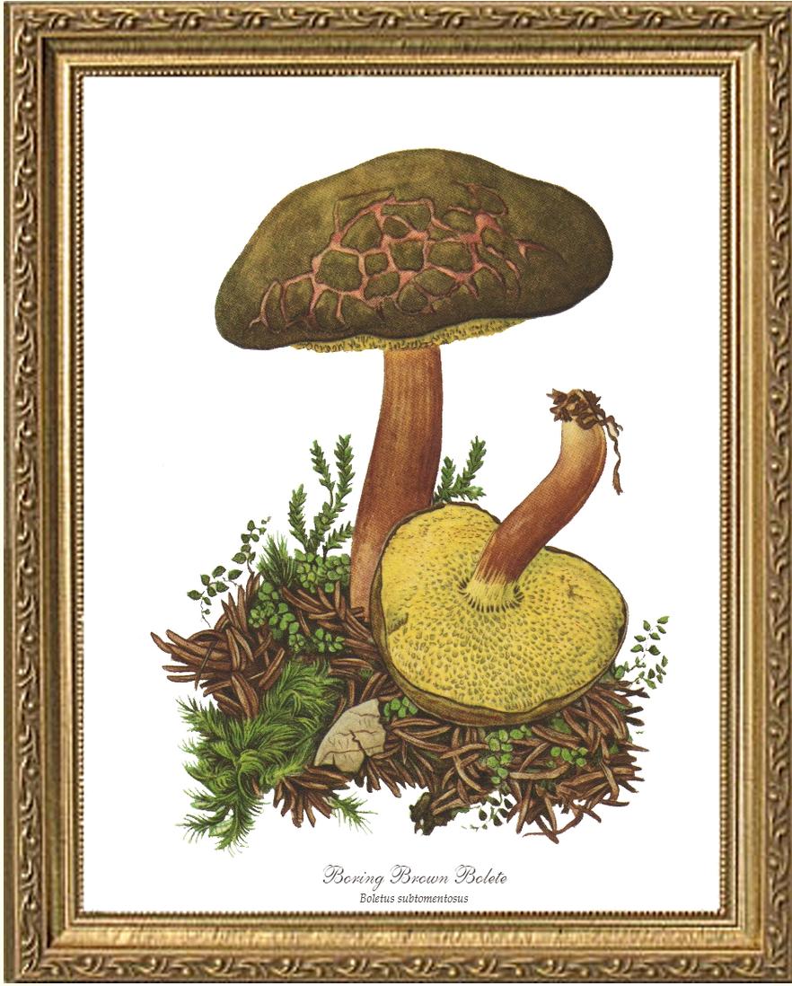 Boring Brown Bolete Mushroom | Vintage Mushroom Art Print