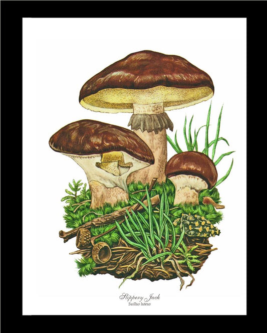 Slippery Jack Mushroom | Vintage Mushroom Art Print