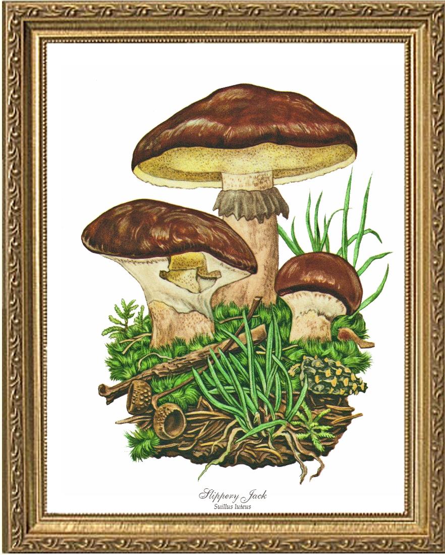 Slippery Jack Mushroom | Vintage Mushroom Art Print