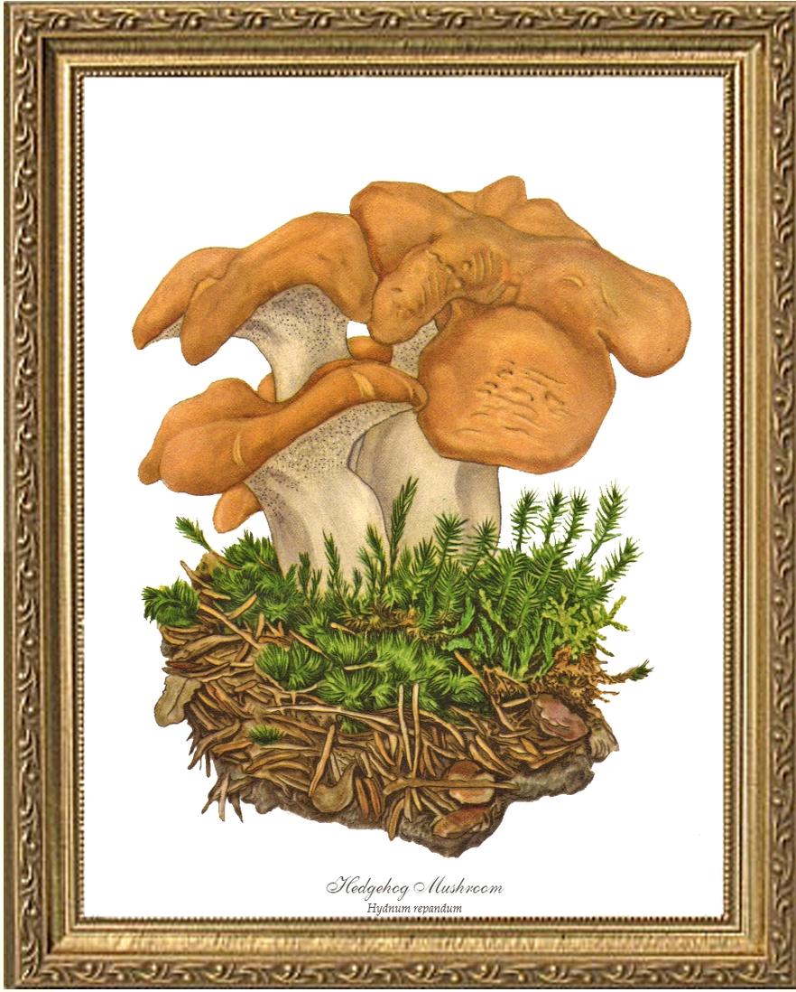 Hedgehog Mushroom | Vintage Mushroom Art Print