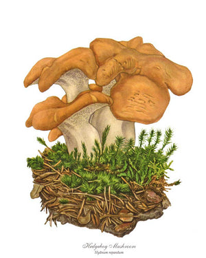 Mushroom Print: Hedgehog Mushroom