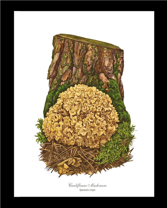 Cauliflower Mushroom | Vintage Mushroom Art Print