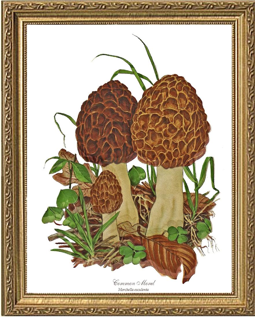 Morel Mushroom | Vintage Mushroom Art Print
