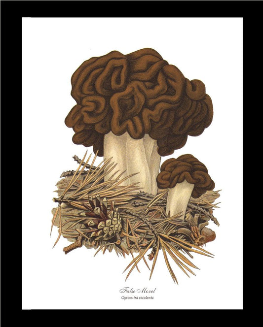 False Morel Mushroom | Vintage Mushroom Art Print